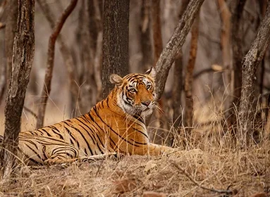 golden-triangle-with-tiger-trail