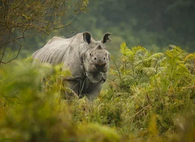 meghalaya